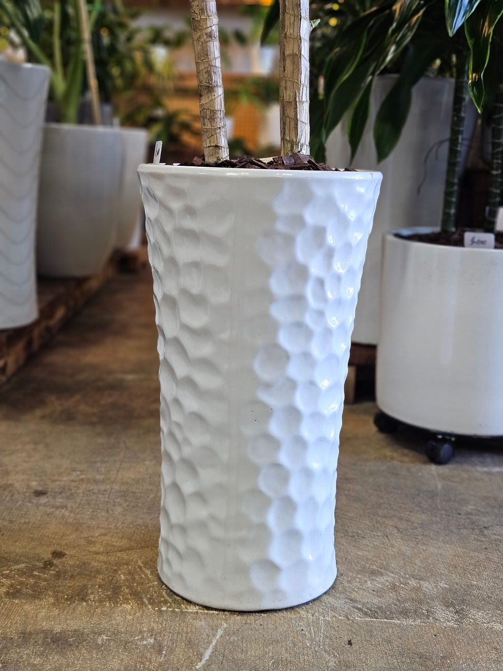 Thumbnail: Dracaena Massangeana(or Corn Plant)