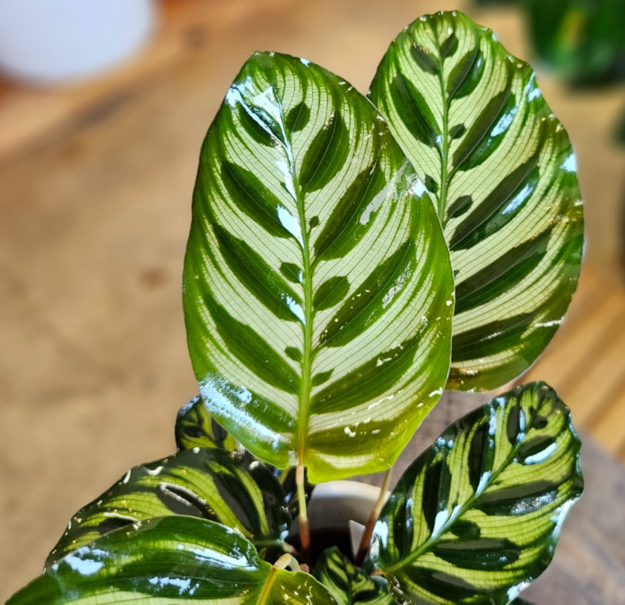 Thumbnail: Calathea Makoyana