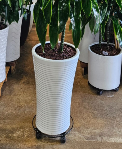 Thumbnail: Large Dracaena Carmen B