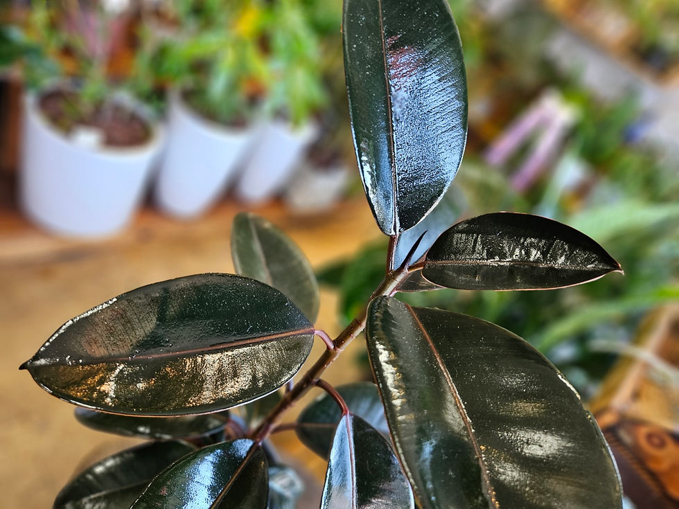 Thumbnail: Ficus Elastica - Burgundy Rubber Tree