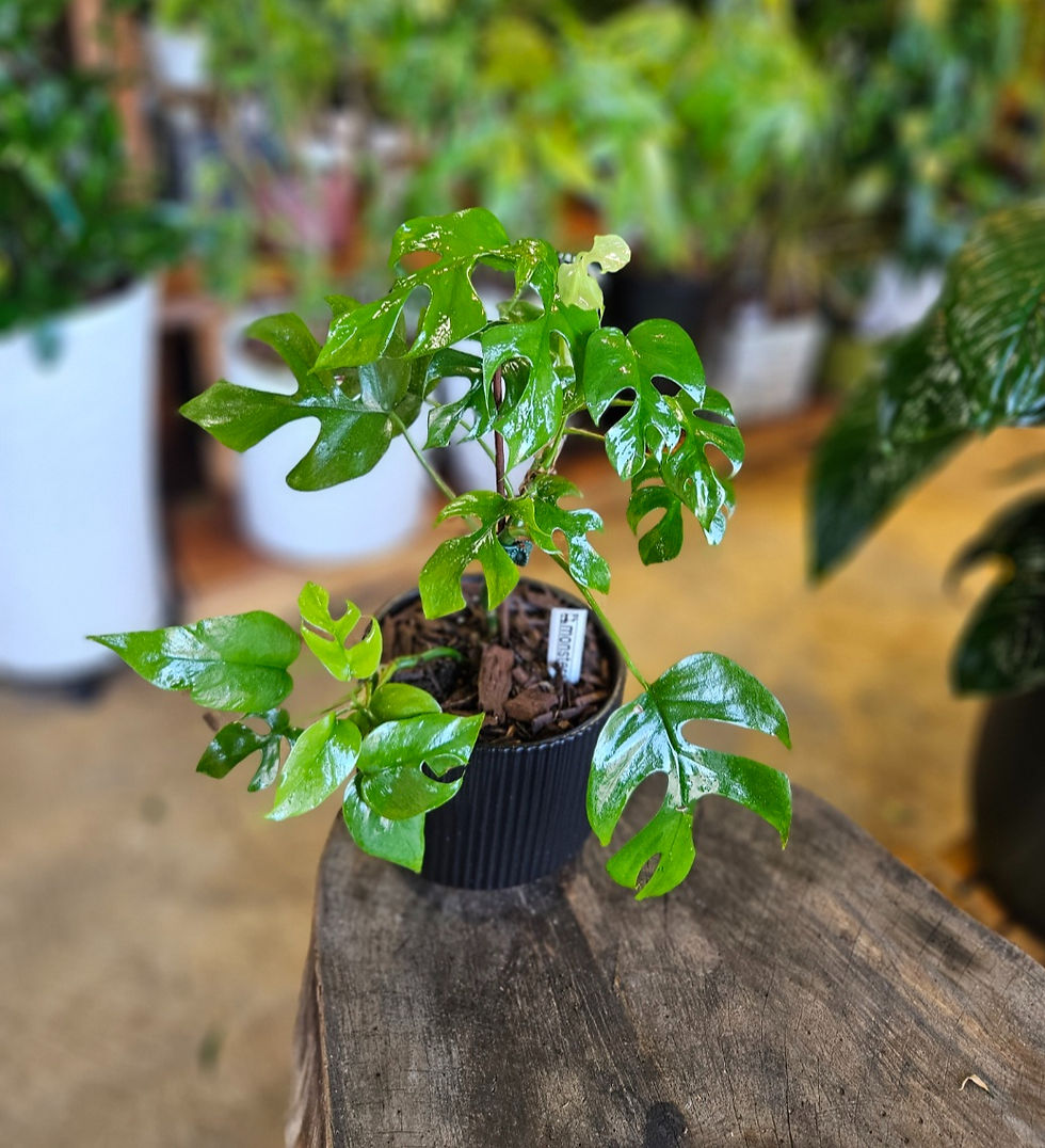 Thumbnail: Monstera Deliciosa