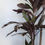 Thumbnail: Cordyline Fruticosa