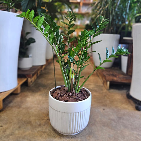 Zamioculcas Zamiifolia(ZZ Plant)돈나무.금전수 | Olympic Nursery