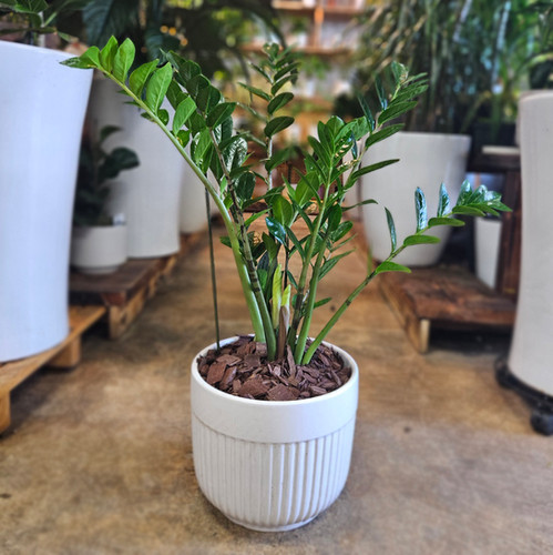 PLANTS DAISUK☆ Flor da planta ZZ : r/IndoorGarden