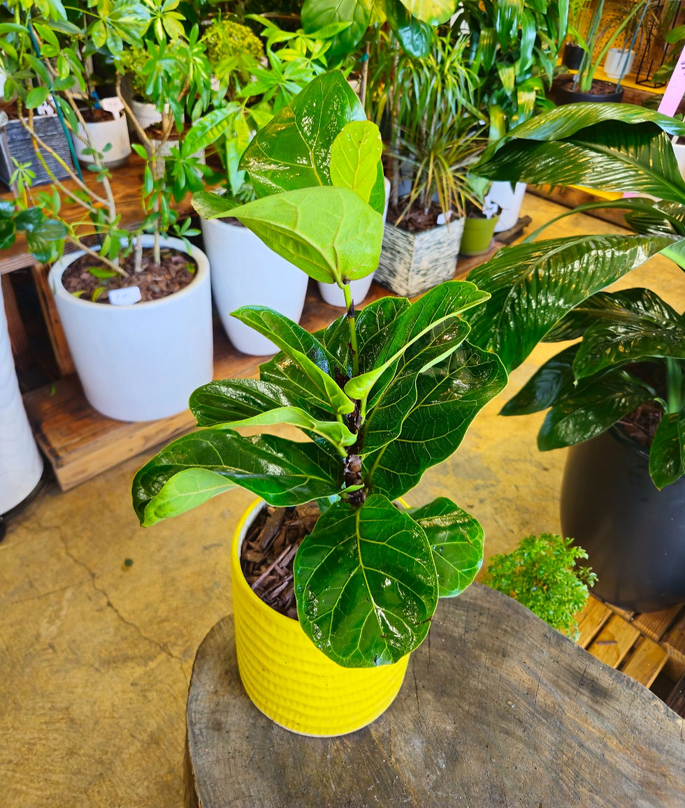 Thumbnail: Fiddle Leaf Fig (Ficus Lyrata)