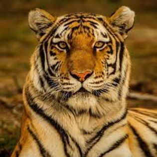tiger.jpeg