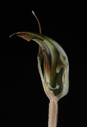 Pterostylis concinna dissected to display labellum and column