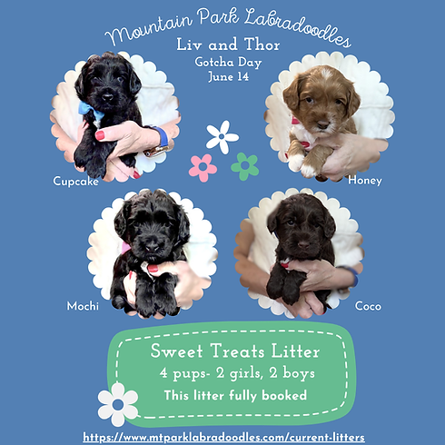 4 week single parti puppy ad (1080 x 1080 px).png
