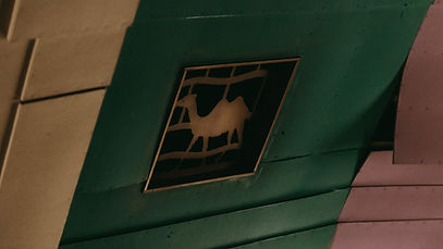 Camel.jpg