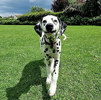 A Dalmatian puppy