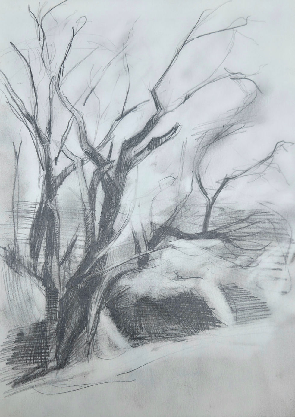 Tree
9"x12"
Graphite on Paper