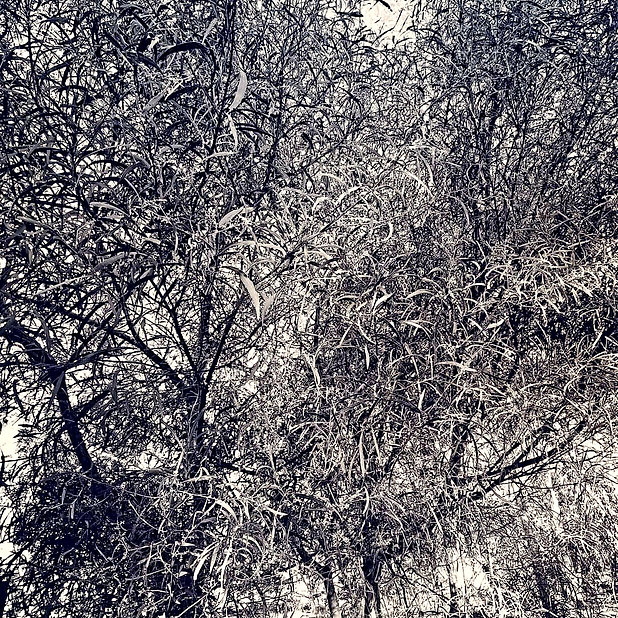 Thicket