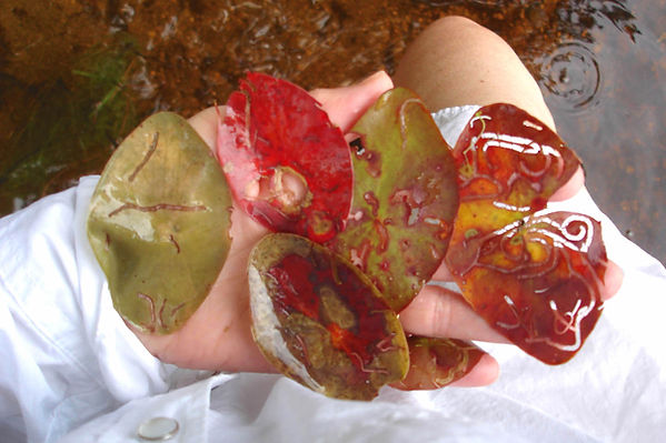 A hand full of bug eaten lily pads