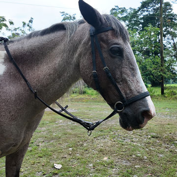 Spirit of the Horse offers ethical horseback riding and unique equine experiences on the beautiful Caribbean coast of Costa Rica, near Puerto Viejo, Punta Uva, and Manzanillo. Every horse in our herd has been rescued, rehabilitated, and cared for using natural horsemanship, expert nutrition, and compassionate training. Join us for unforgettable beach rides, swim with horses experiences, Reiki with horses, crystal bowl sound journeys, and shamanic drumming journeys. Every booking directly supports the rescue, rehabilitation, and lifelong care of our horses, creating meaningful experiences for both people and horses.