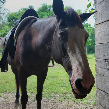 Spirit of the Horse offers ethical horseback riding and unique equine experiences on the beautiful Caribbean coast of Costa Rica, near Puerto Viejo, Punta Uva, and Manzanillo. Every horse in our herd has been rescued, rehabilitated, and cared for using natural horsemanship, expert nutrition, and compassionate training. Join us for unforgettable beach rides, swim with horses experiences, Reiki with horses, crystal bowl sound journeys, and shamanic drumming journeys. Every booking directly supports the rescue, rehabilitation, and lifelong care of our horses, creating meaningful experiences for both people and horses.