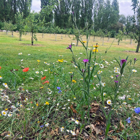 Wild flowers in the Apple Bee Community Orchard Saltwell Park Gateshead