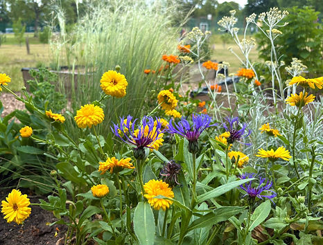 Flowers blooming in our Apple Bee Community Orchard Saltwell Park 25th June 2025
