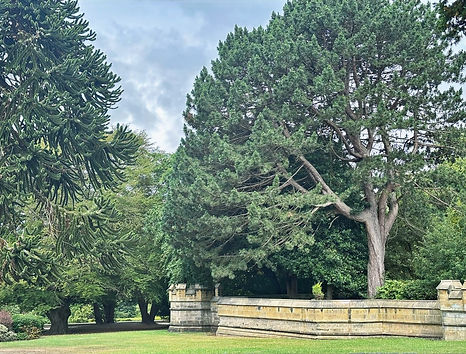 Friends of Saltwell Park Tree Walks