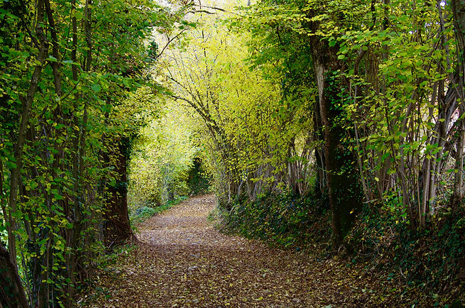 bowud dans les bois