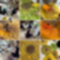 Sunflower.jpg