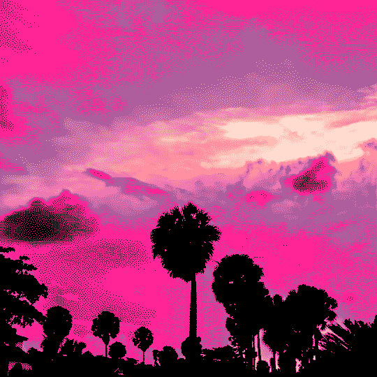 Pink palm tree gif