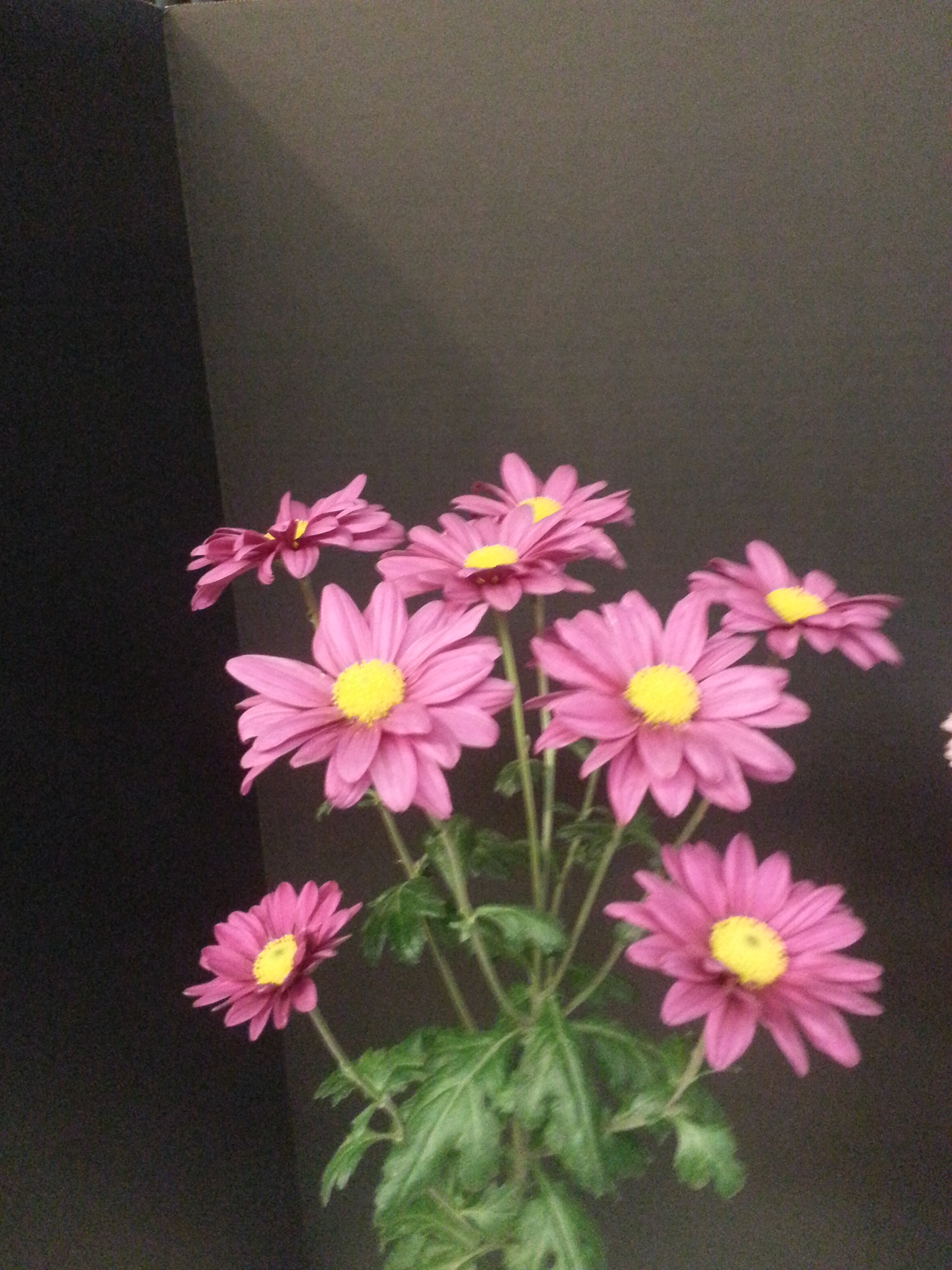 Balsas