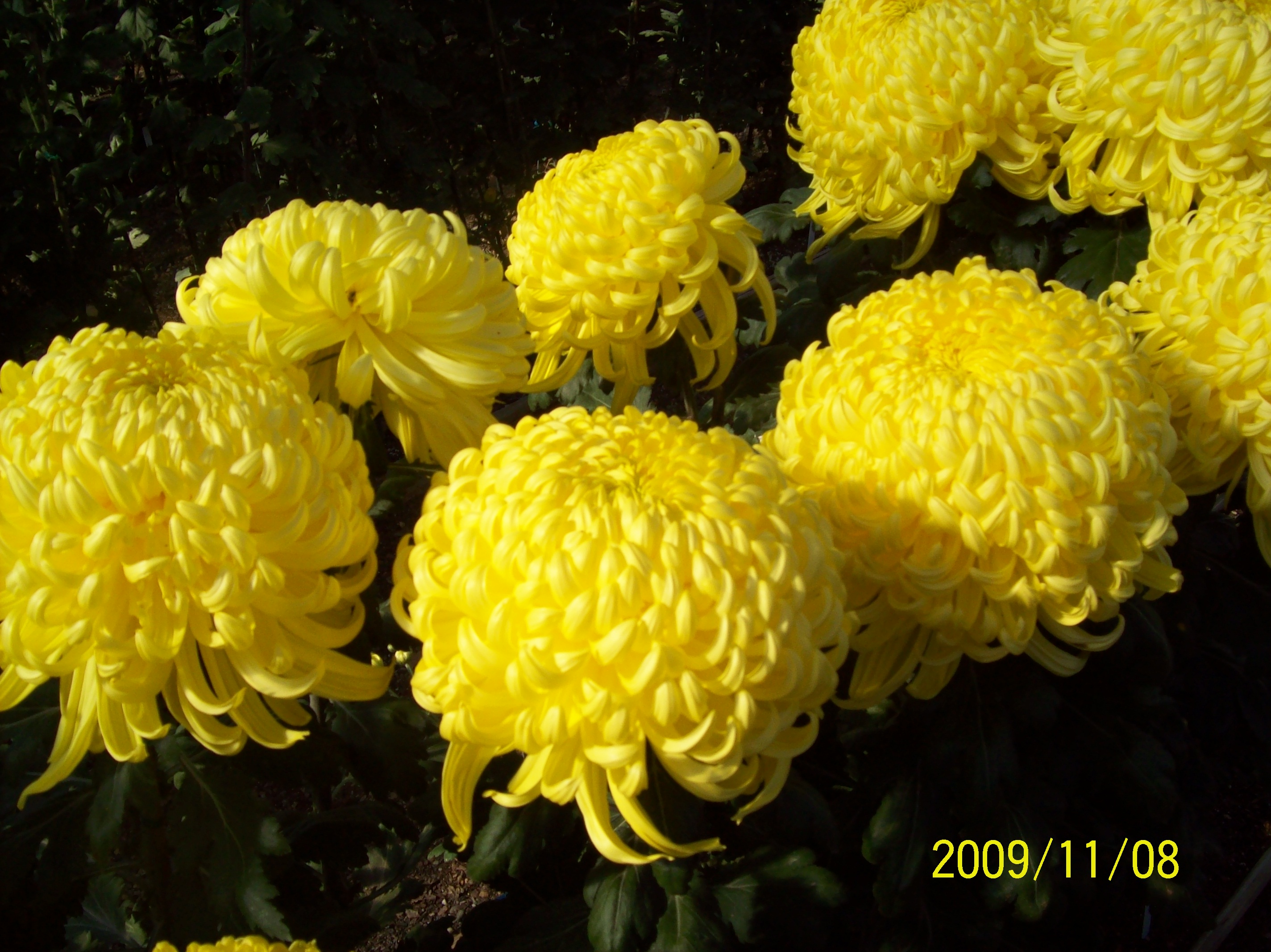 Bola de Oro