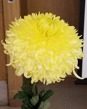 Yellow Phil Houghton 1.jpg