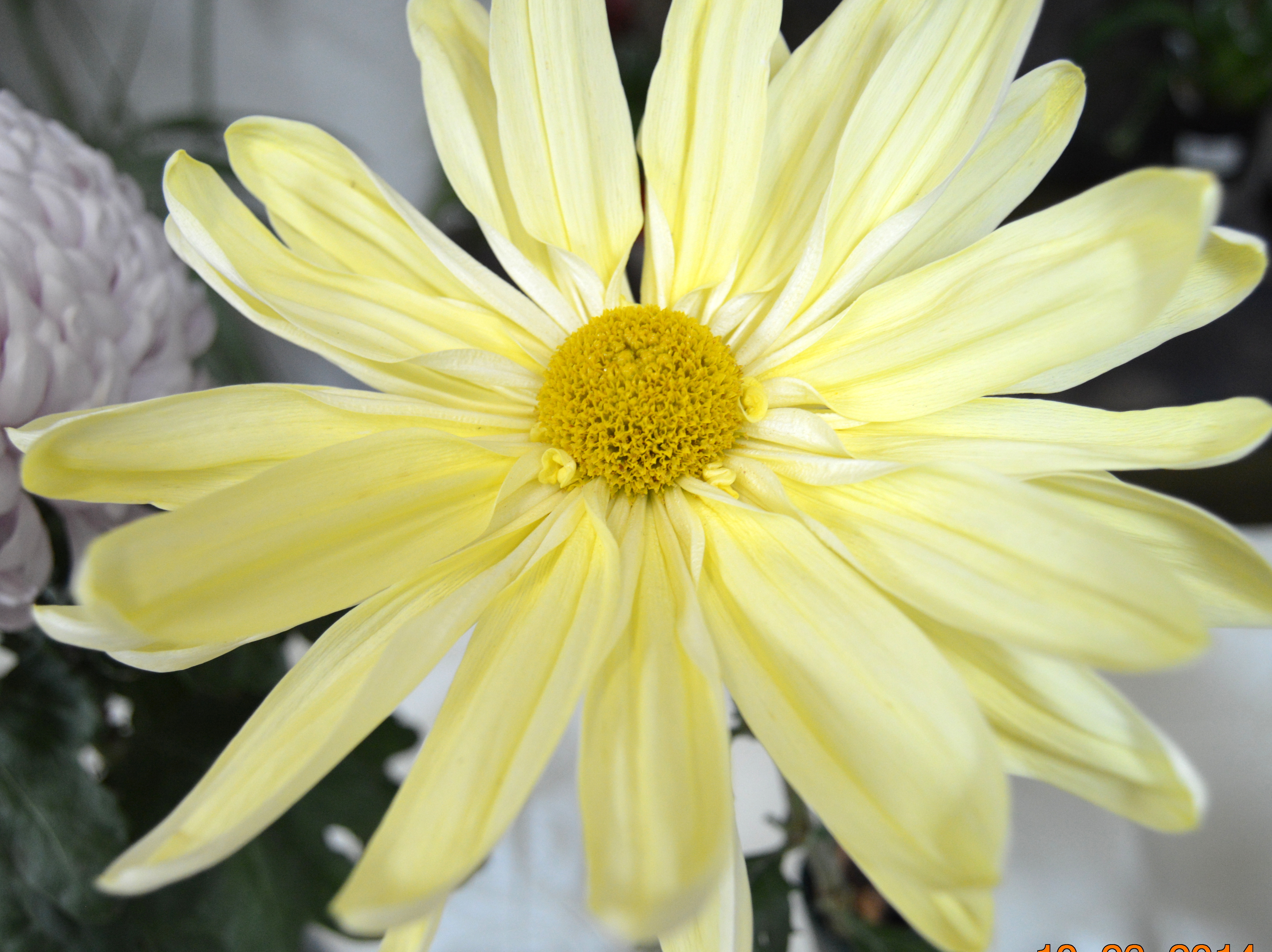 Yellow Marguerita