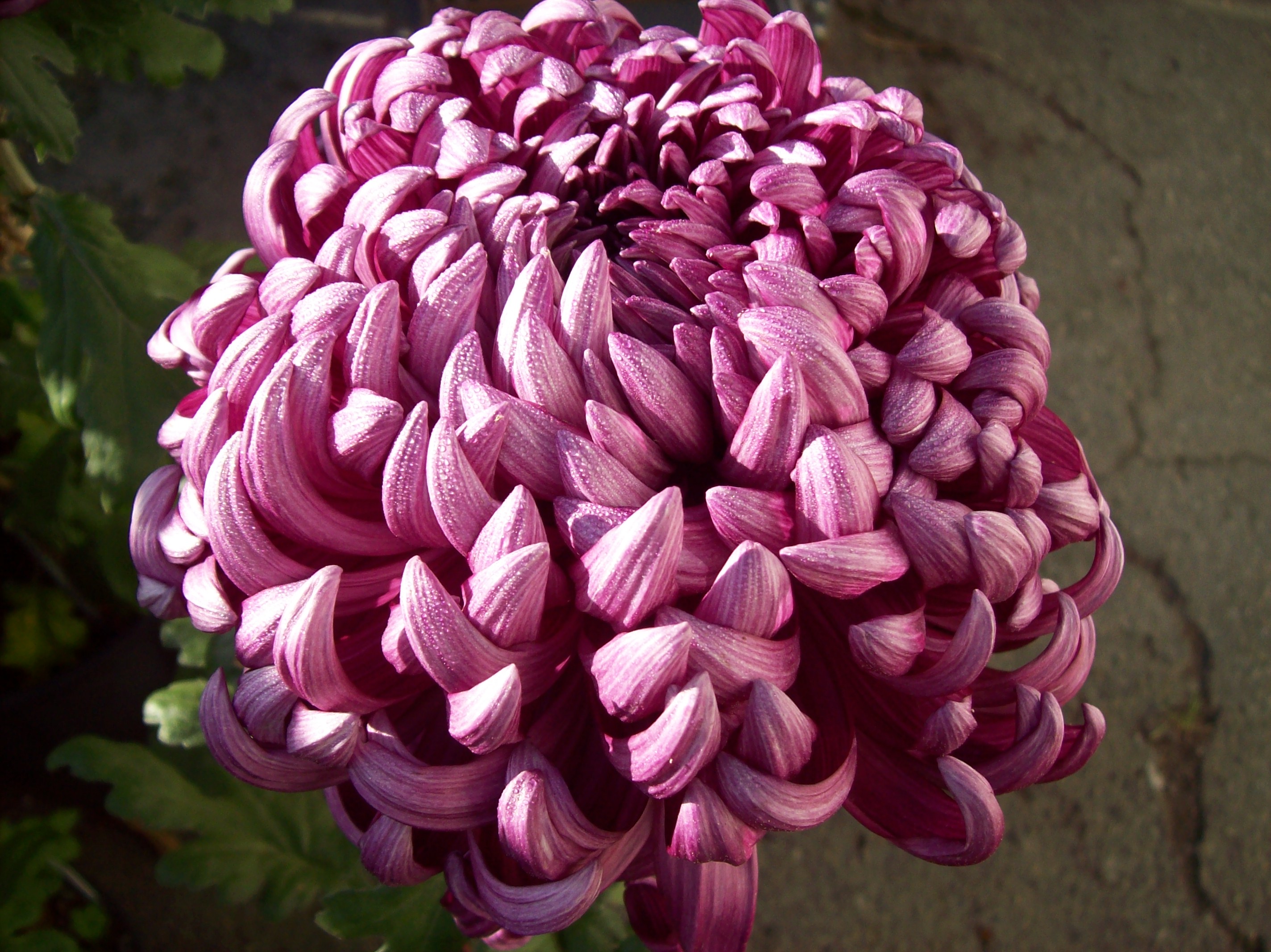 King's Ramsom
