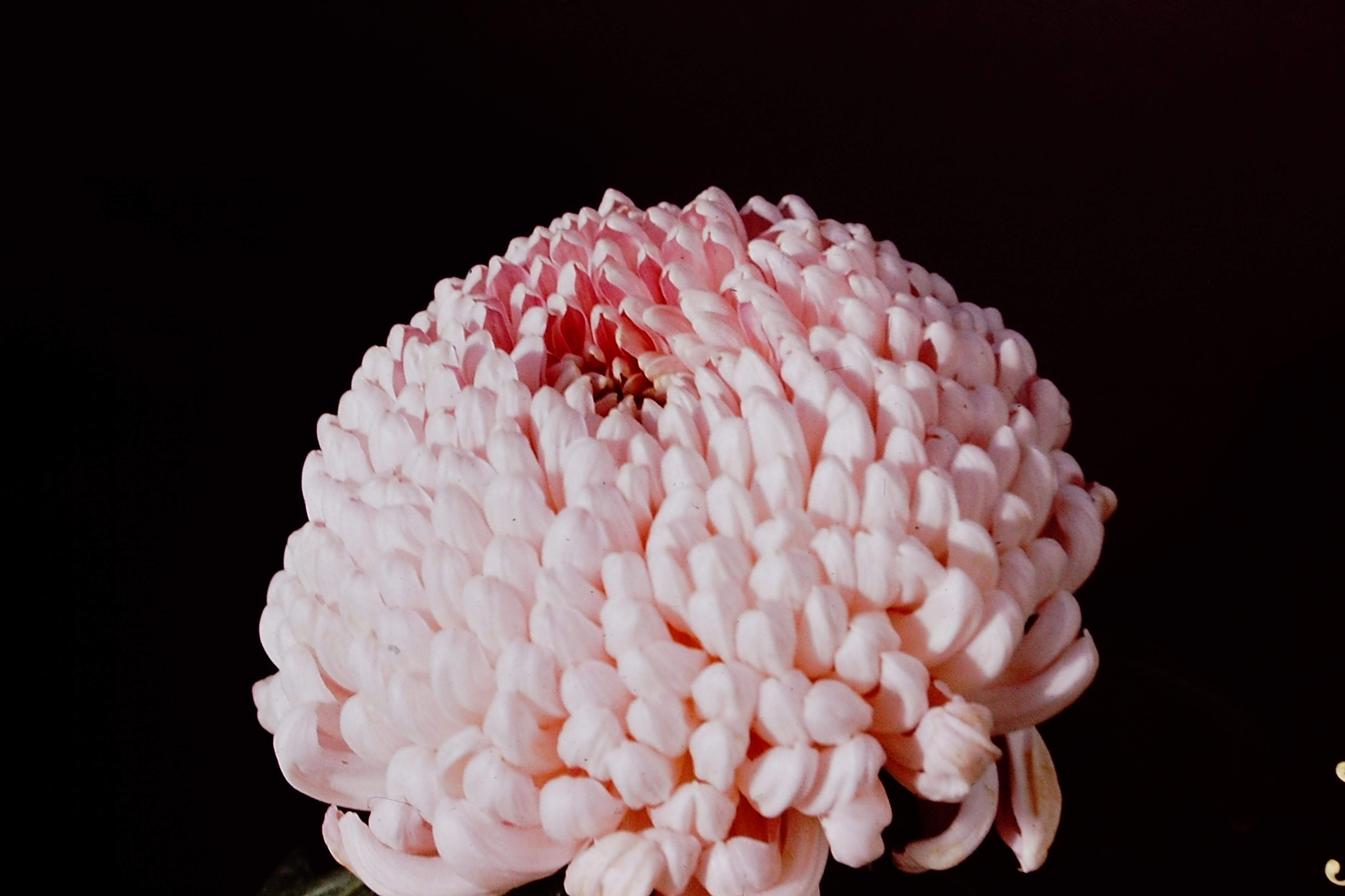 King's Jewel