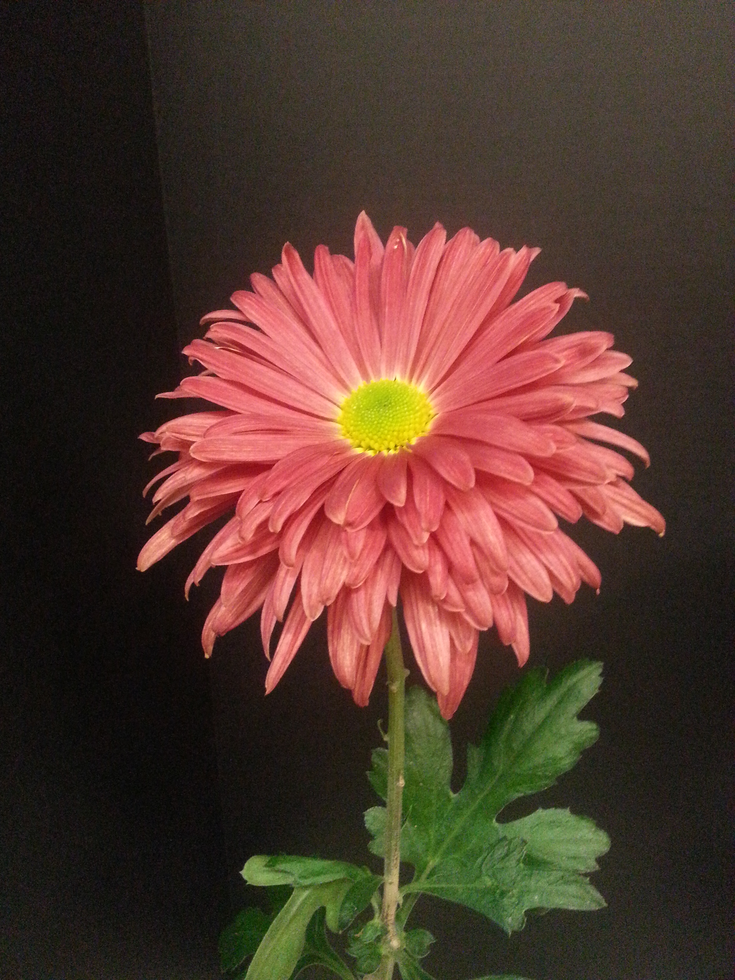 Rose My Love