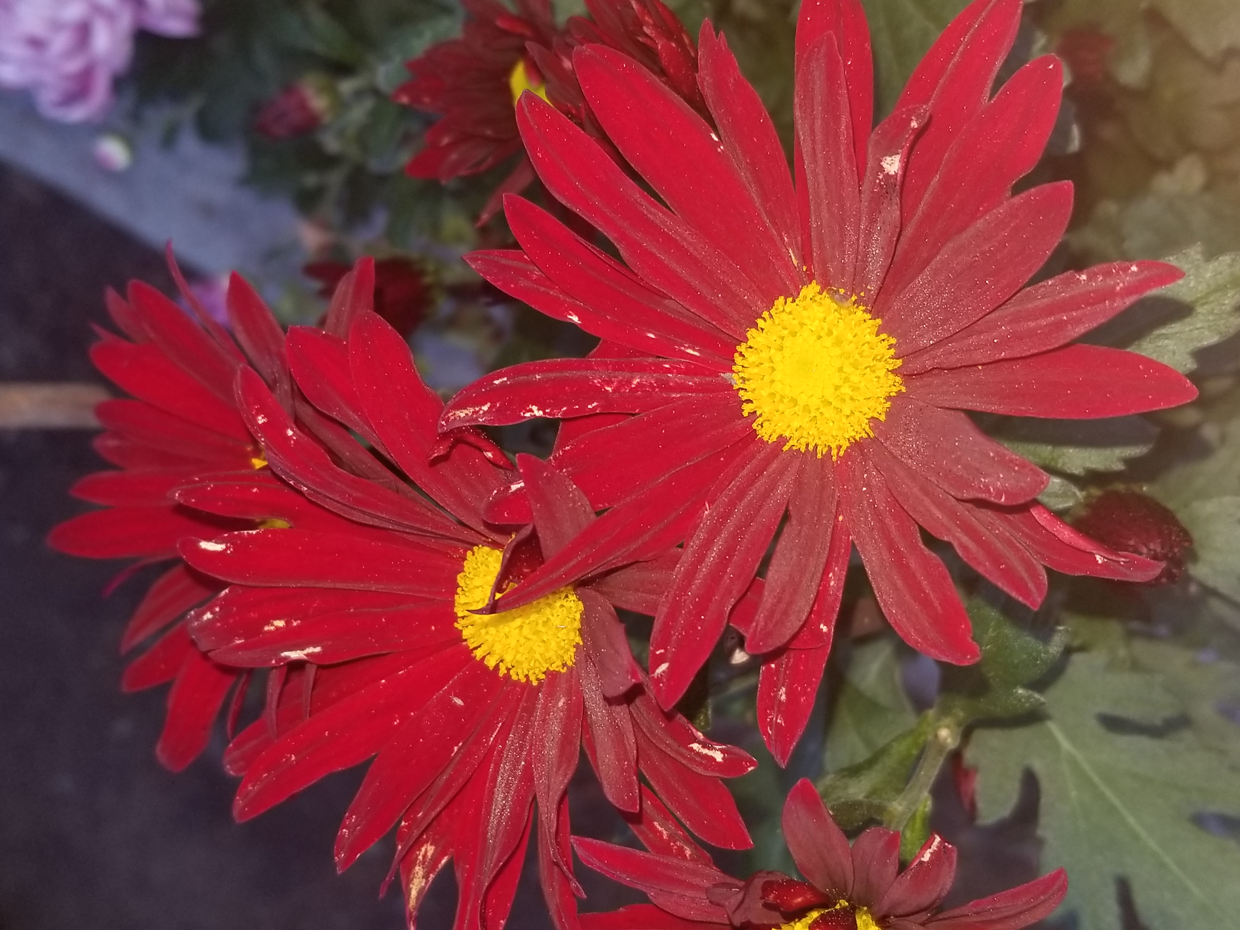 Breeze Dark Red