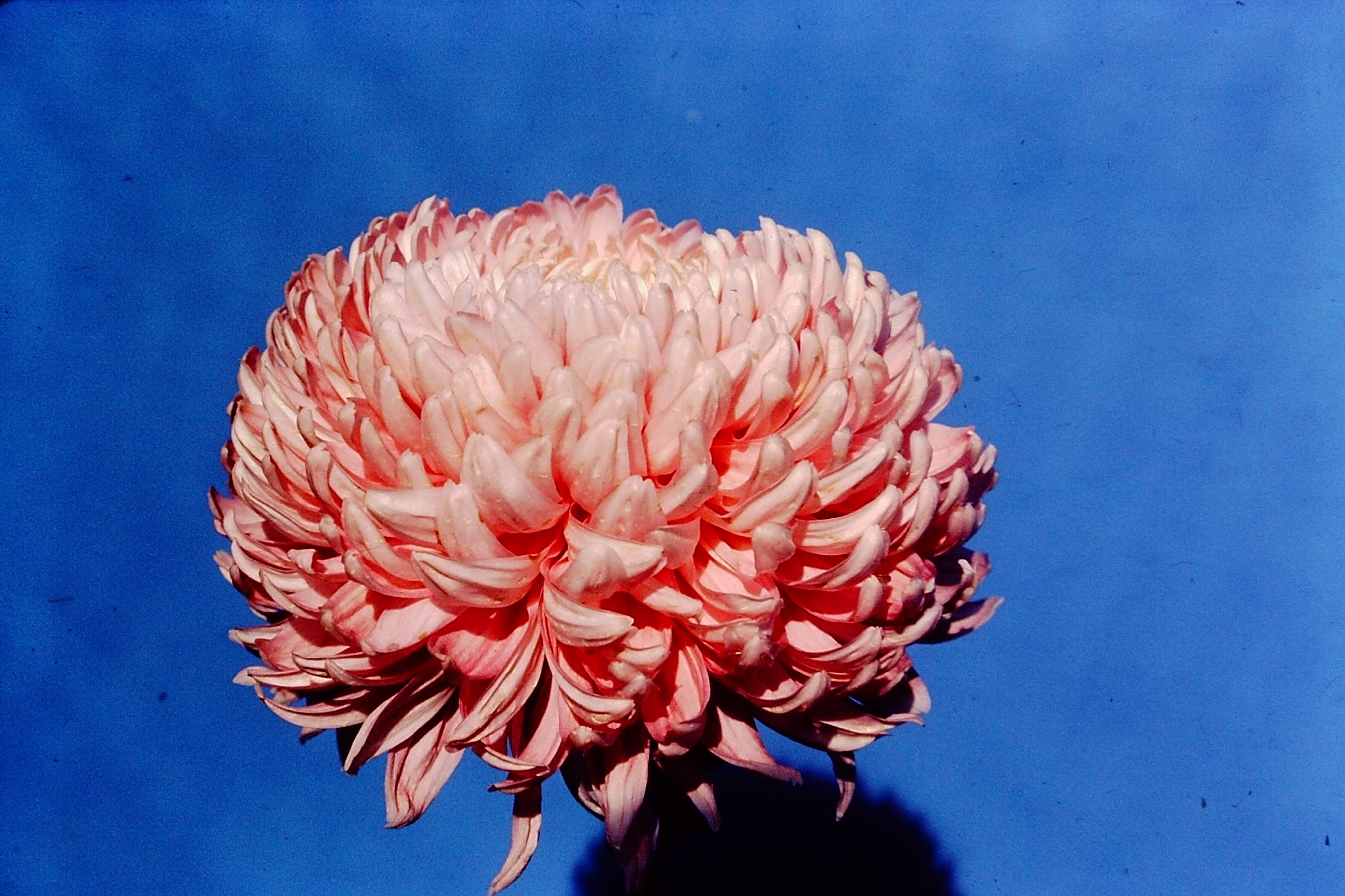 Rosedew