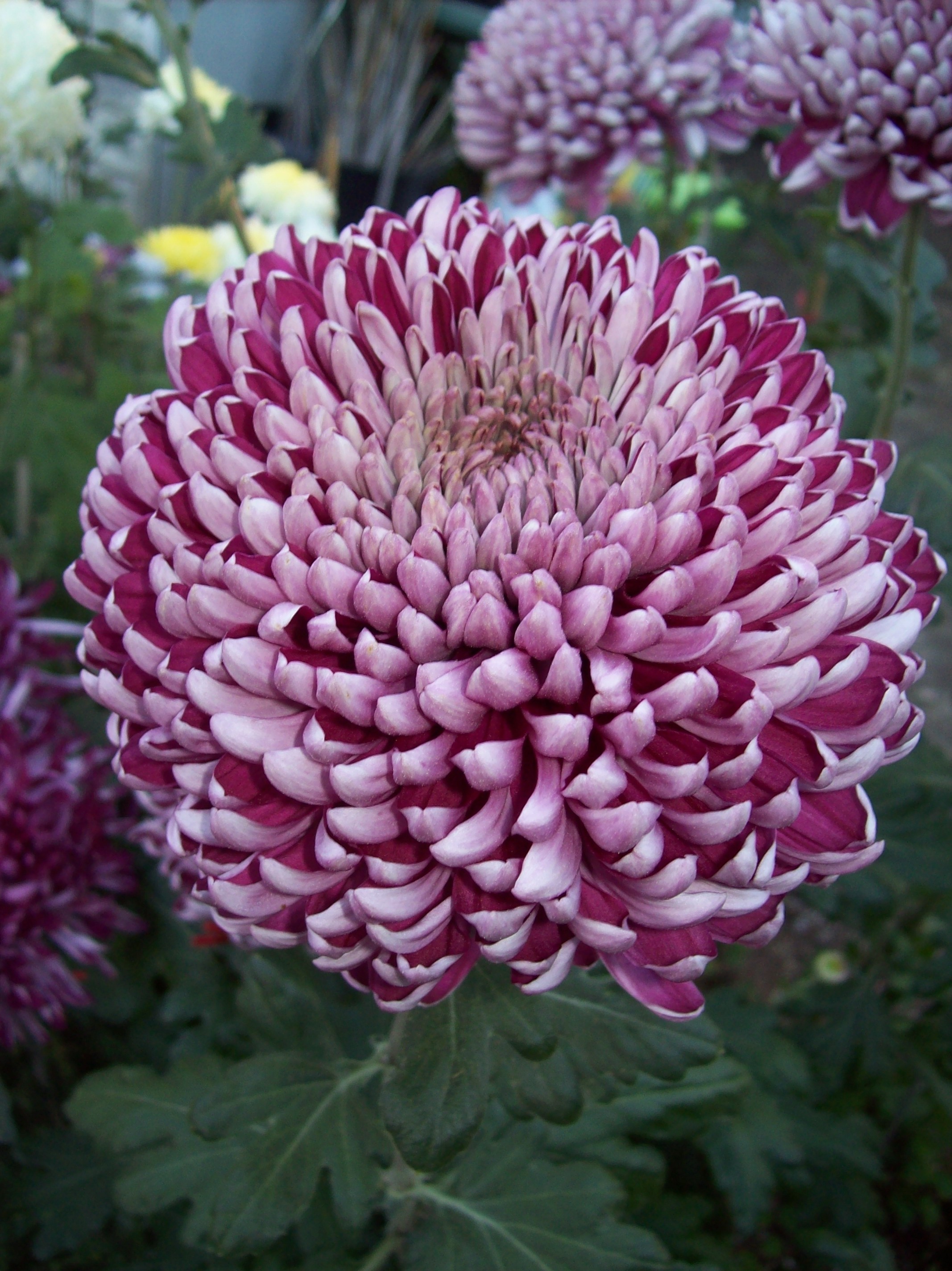 Purple Glow