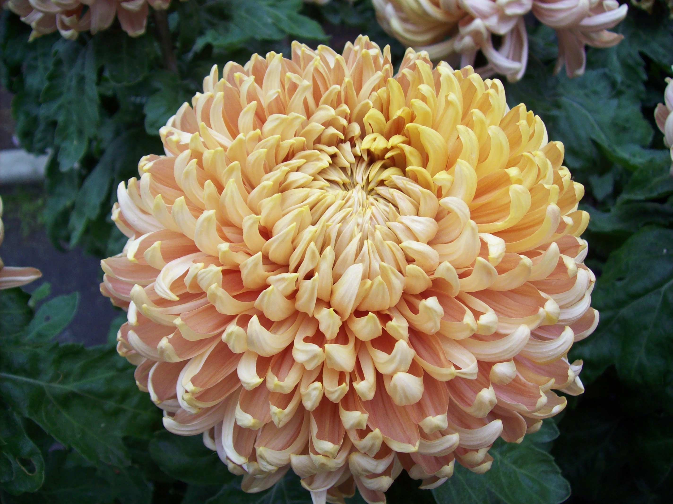 Apricot Alexis