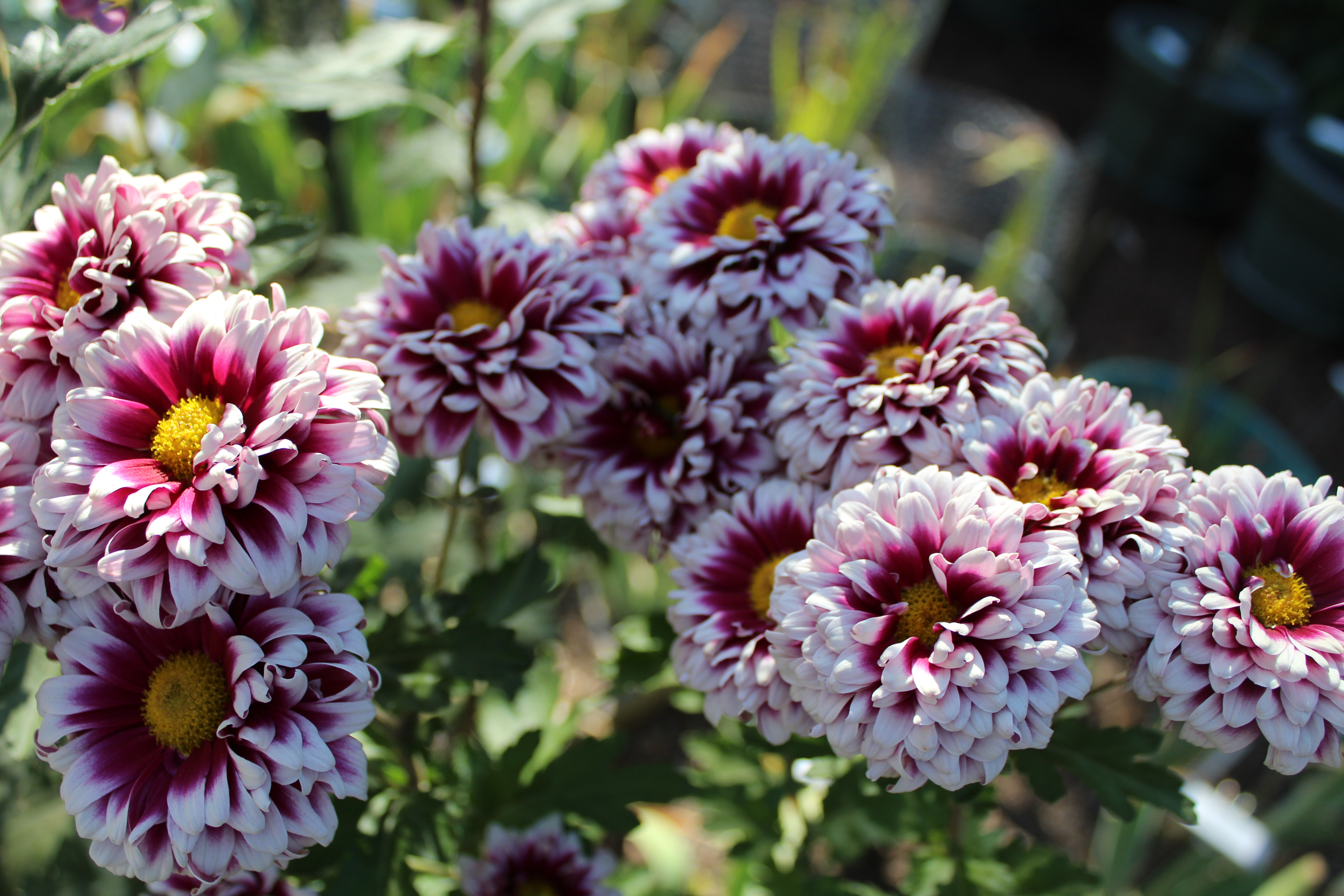 Orinoco Purple