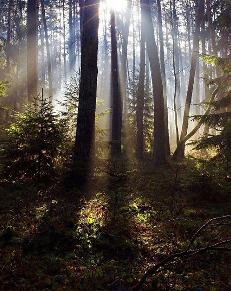 woods-1200x675.jpg