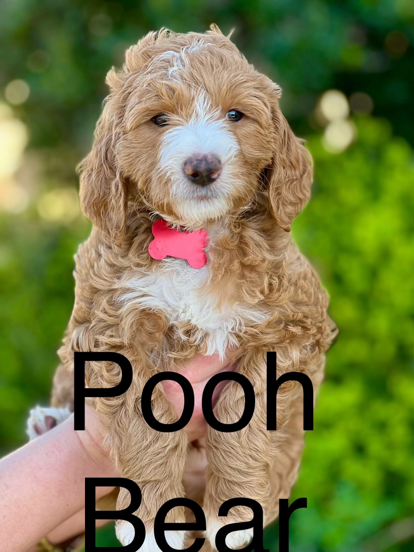 Pooh Bear - Breeder