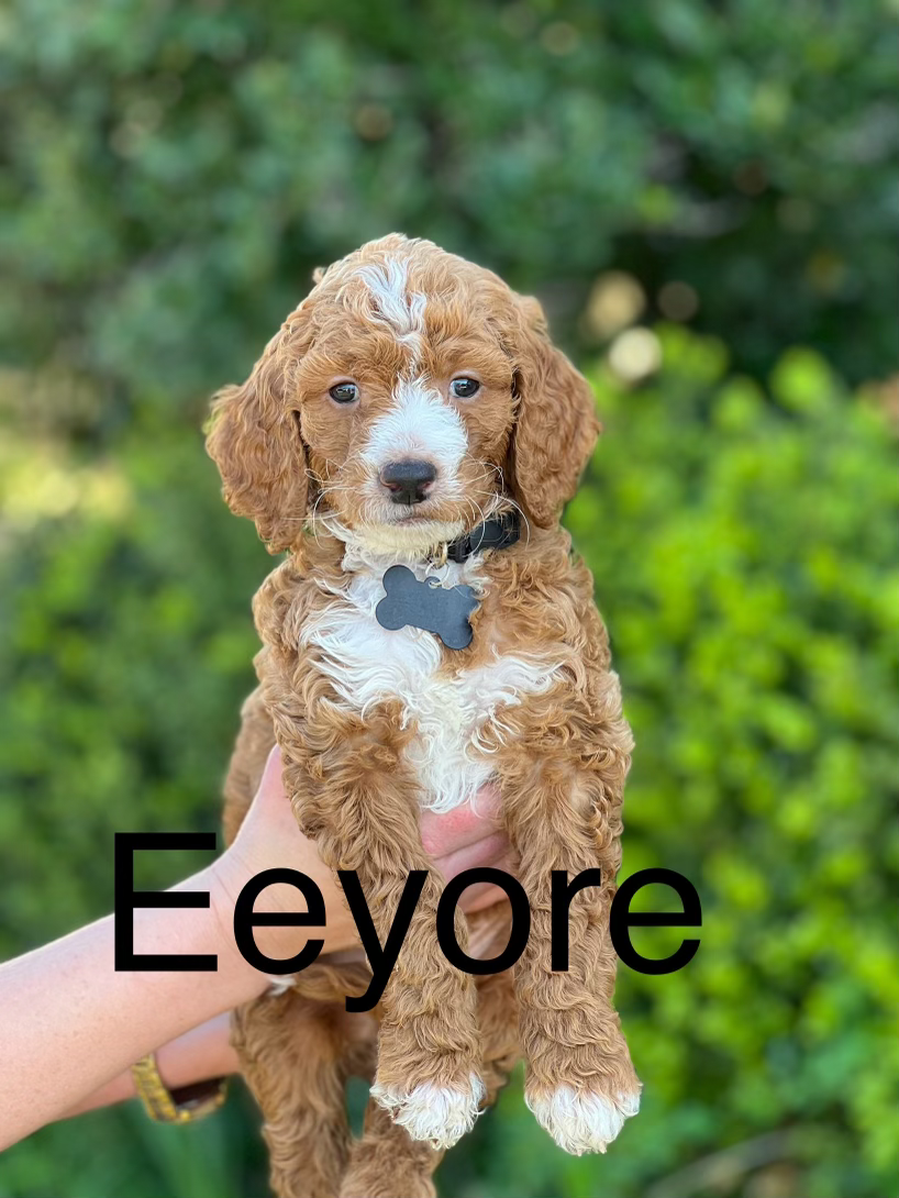 Eeyore - Reserved