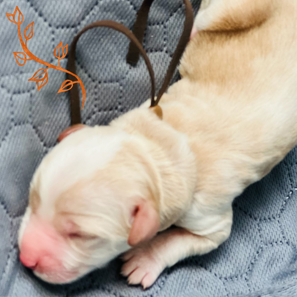 Light Blue - Maestro (Boy)
