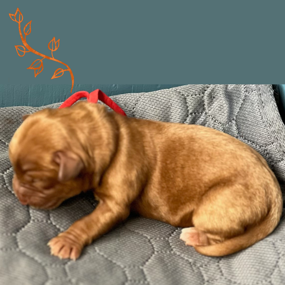 Red - Belle (Girl)