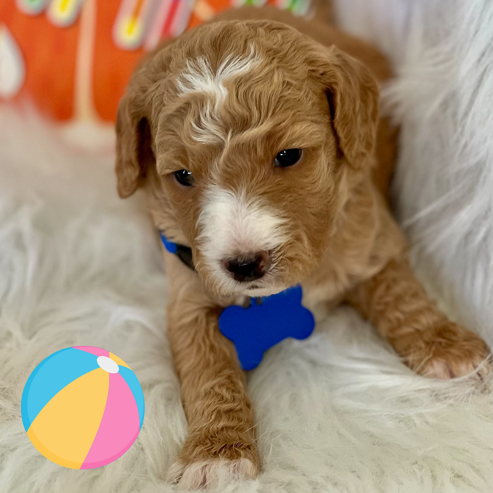 Blue - Sunny (Boy)