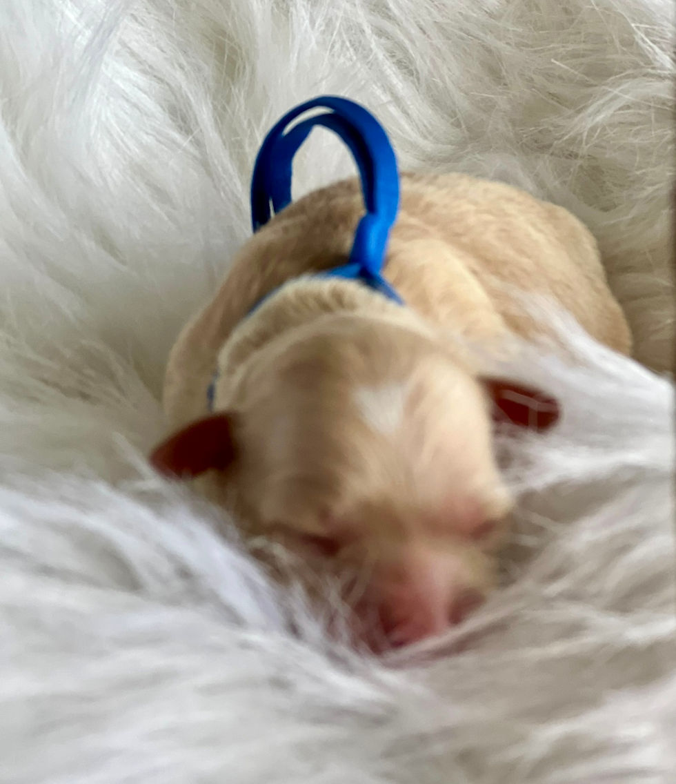 Blue - Champ Bear