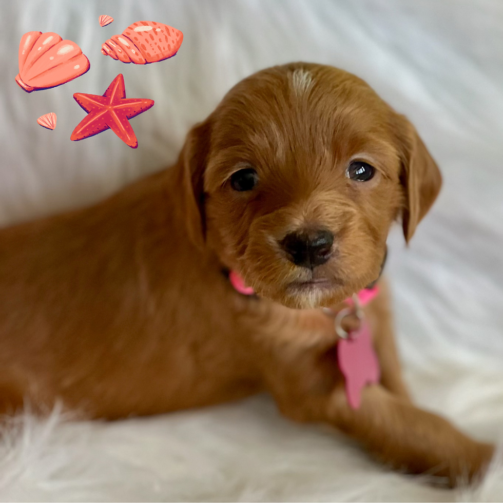 Pink - Coral (Girl)