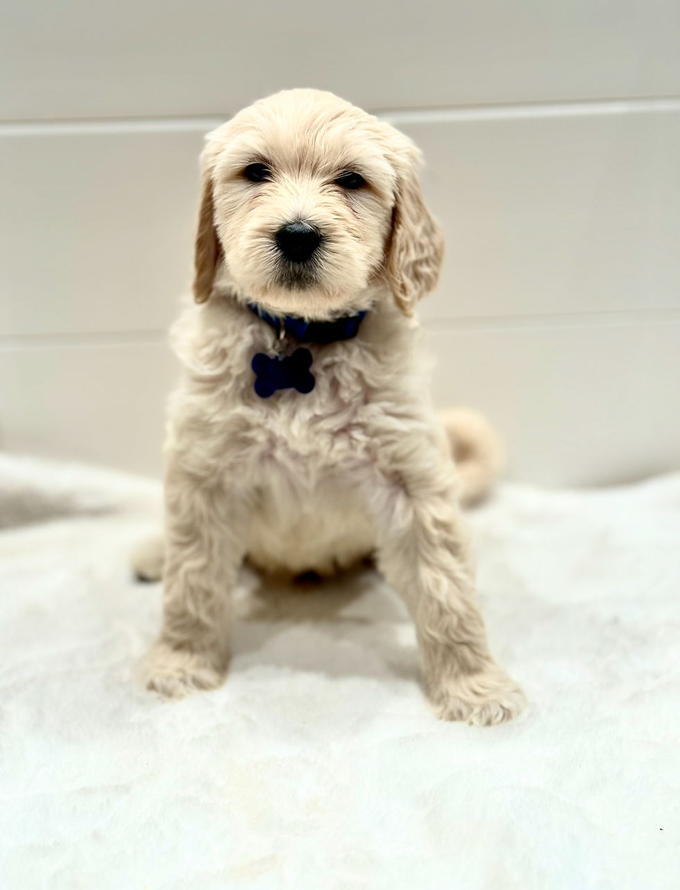 Star from Dana Point Goldendoodles