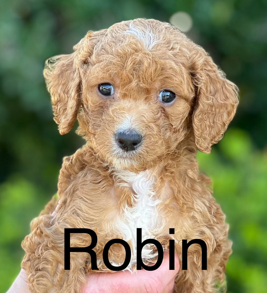 Robin - Reserved