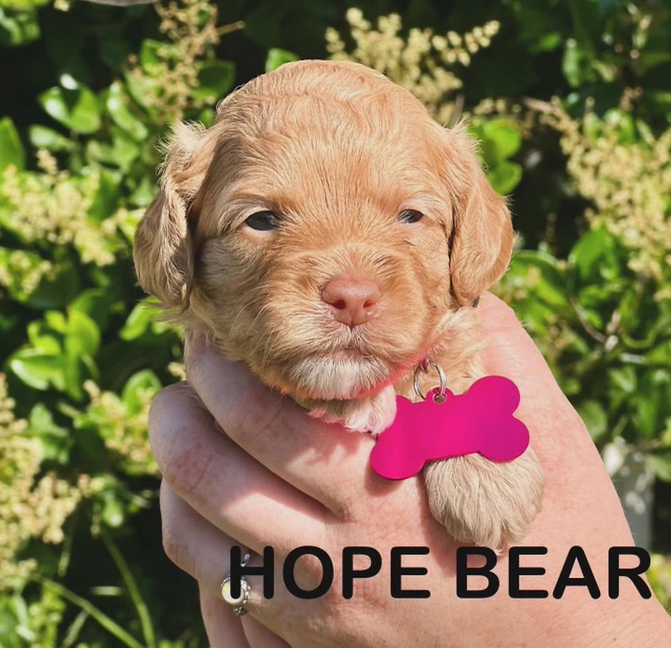 Pink - Hope Bear