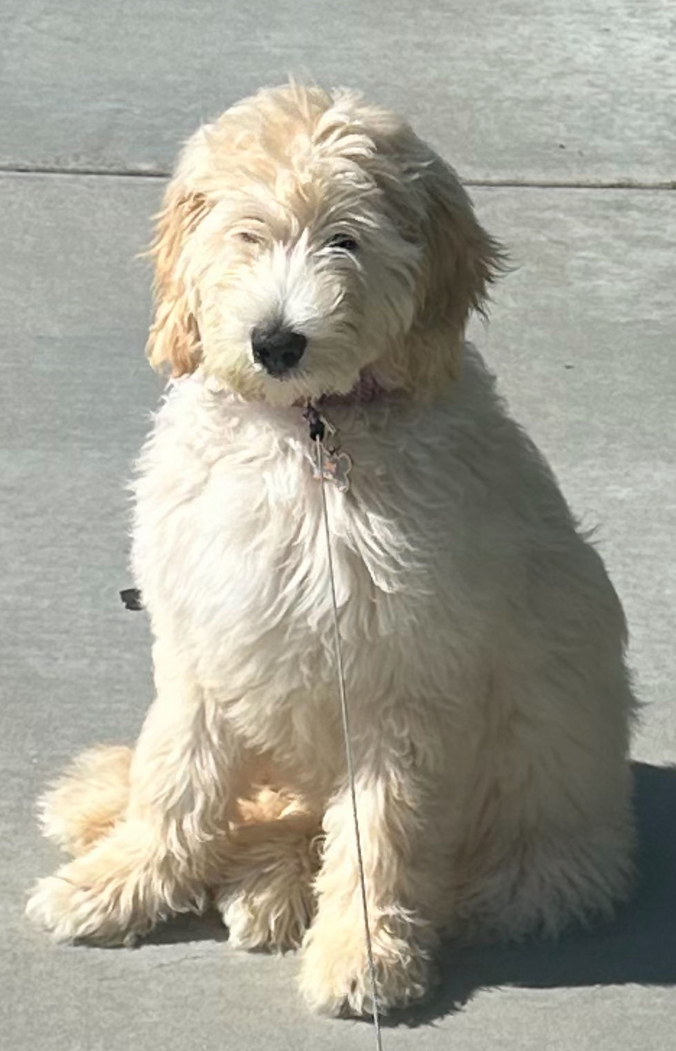 Lulu from Dana Point Goldendoodles