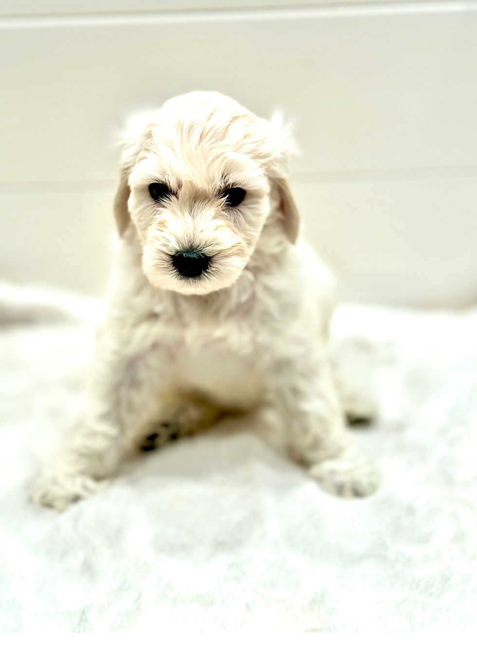 Lamb from Dana Point Goldendoodles